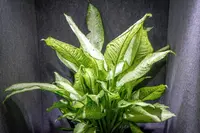 Dieffenbachia 'Camouflage' plant
