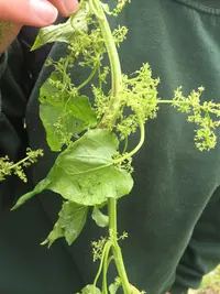 Hablitzia