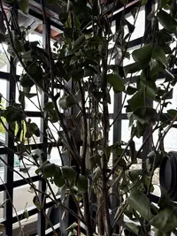 Wax Plant photo by a Botan App user
