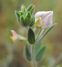 Spanish clover