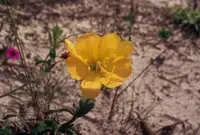 Argentine evening primrose (Oenothera mollissima) plant