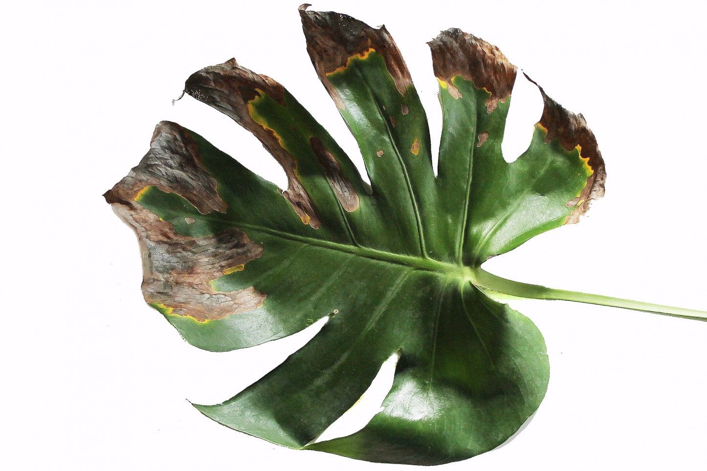 Leaf Spots
