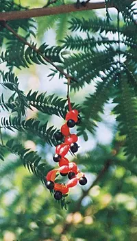 wild tamarind (Cojoba arborea) plant