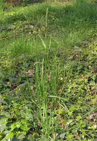 meadow foxtail