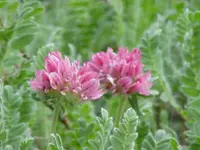 Mountain Kidney-vetch