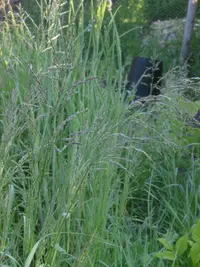 rough bluegrass