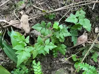 Asplenium pumilum outdoor
