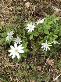 Anemonoides altaica (Anemonoides altaica) plant