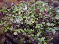 striped bladderwort
