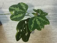 Passiflora trifasciata