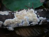 Toothed Crust