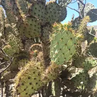 Engelmann's Prickly Pear (Opuntia engelmannii) plant