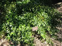 Alexandrian Laurel
