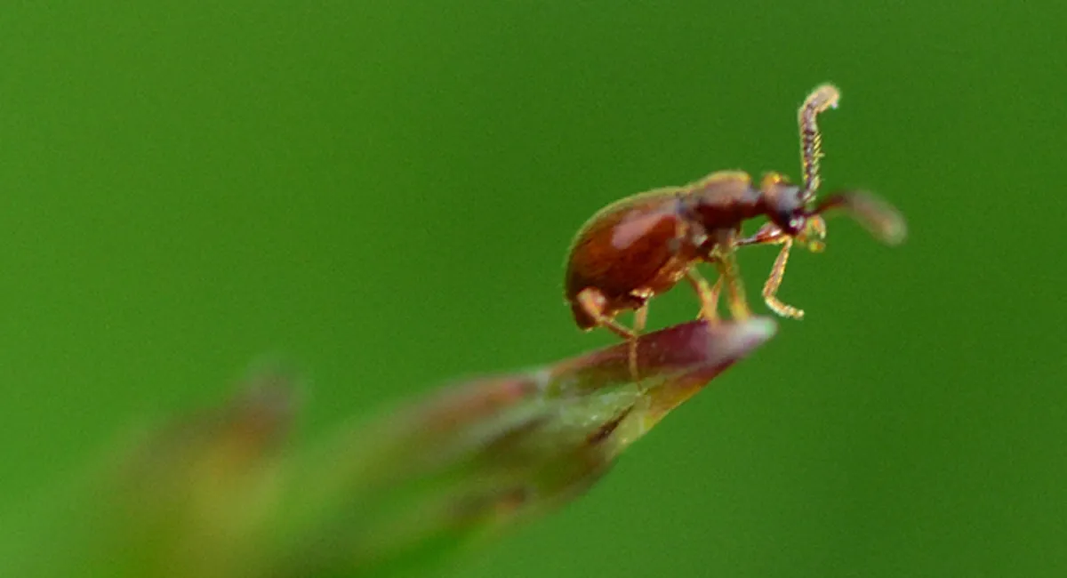 Tiny Black Bugs That Look Like Poppy Seeds - Spider Beetles