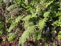 Thelypteris unita (Thelypteris unita) plant