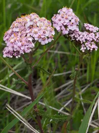 Pink Rose Yarrow (Achillea × roseoalba) plant