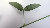maconha brava