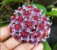 Wax Plant (Hoya pubicalyx 'Red Buttons') plant