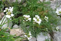 Black Yarrow
