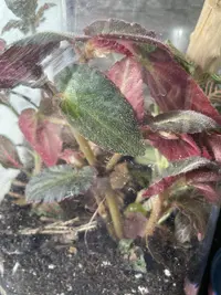 SІtriped begonia photo by a Botan App user