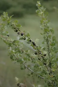 trumpet gooseberry