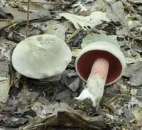 Caloboletus firmus