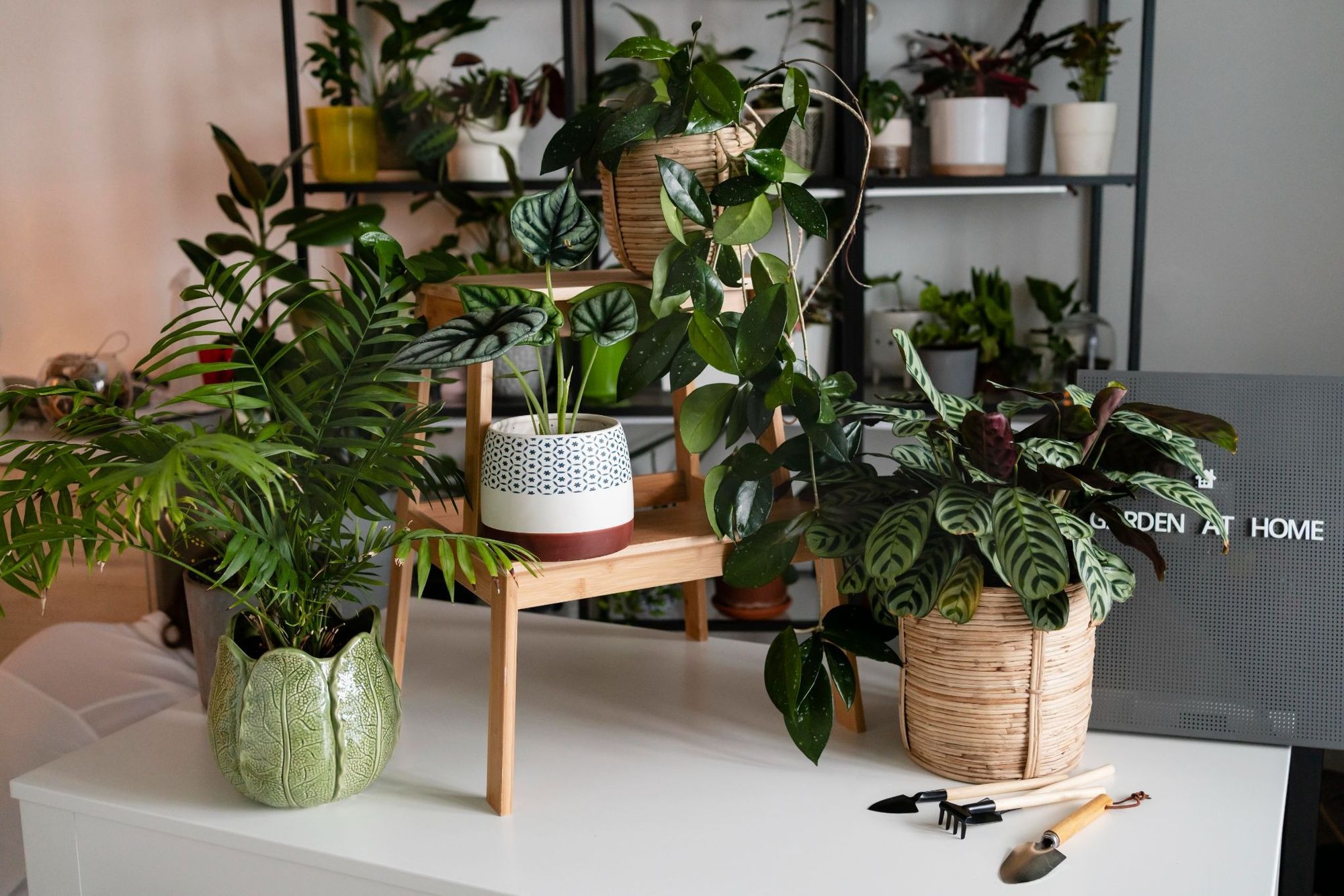 What Is Plant Identification – A Complete Guide
