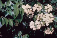 nannyberry