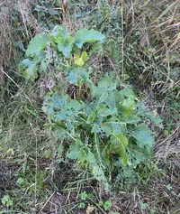 Brassica napus × rapa