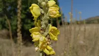 orange mullein