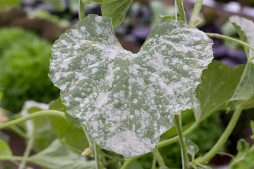 Powdery Mildew
