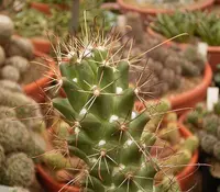 Cochemiea poselgeri