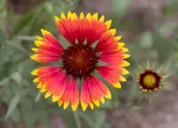 Indian blanket