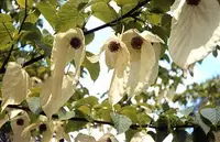 Dove tree