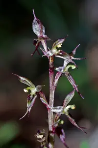 large mosquito-orchid
