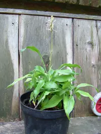 Dracaena braunii