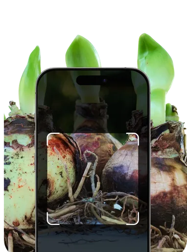 Bulb Identification – Hero Mobile