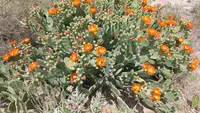 Opuntia megapotamica (Opuntia megapotamica) plant