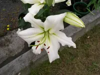 Oriental Lily