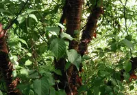 Tibetan Cherry
