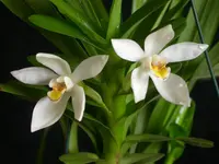 Maxillaria lutescens (Maxillaria lutescens) plant