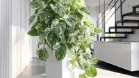 Epipremnum aureum 'Marble Queen'