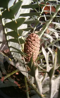 Eastern Cape blue cycad