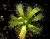 Small Sundew