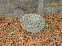 Mammillaria perbella (Mammillaria perbella) plant