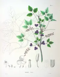 three-leaf akebia