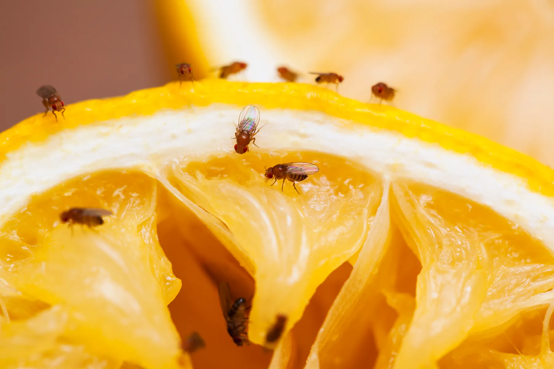 Tiny Black Bugs That Look Like Poppy Seeds - Fruit Flies