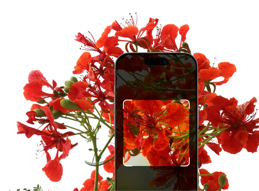 Red and Pink Flower Plant Identification – Hero