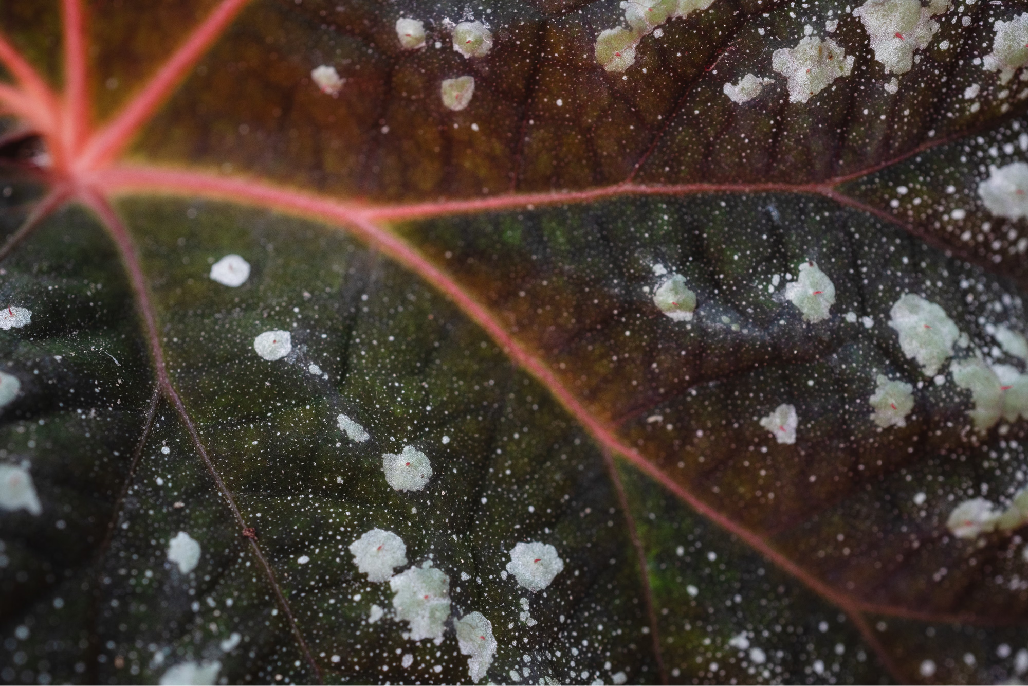 Leaves