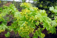 Norway Maple